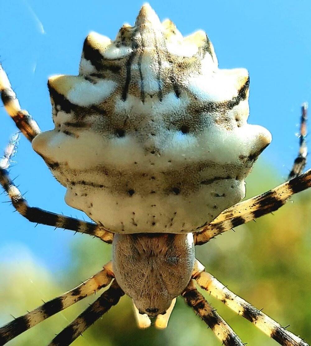 Samsun’da  'argiope lobata' örümceği görüntülendi
