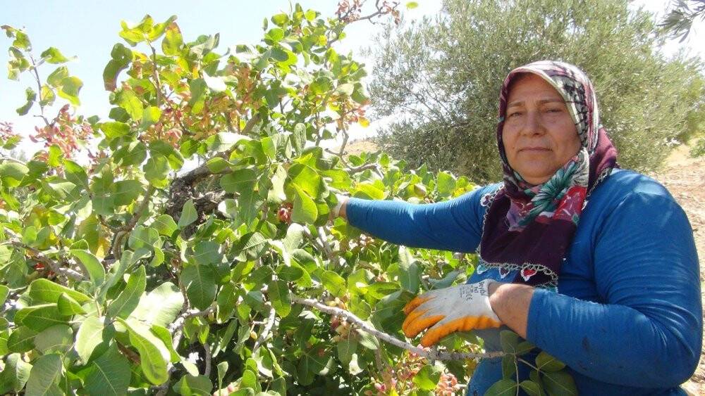 Silifke’de Antep fıstığı hasadı coşkusu