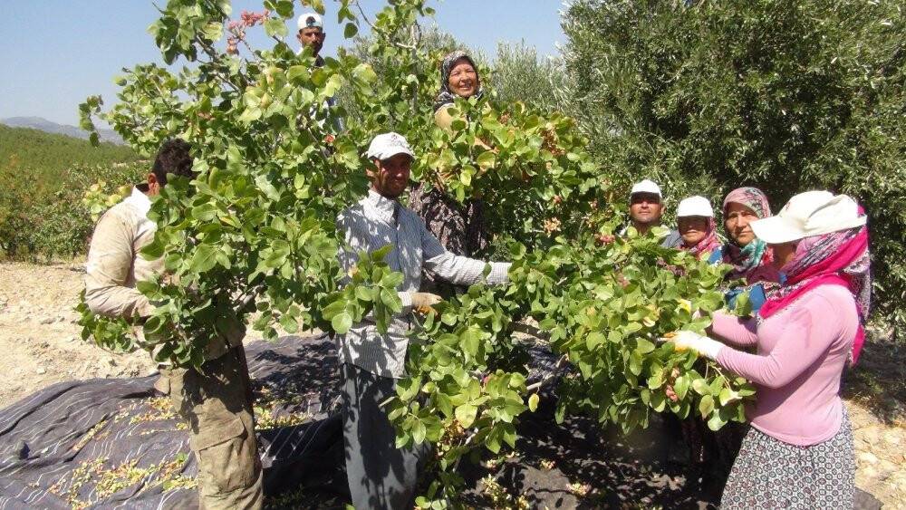 Silifke’de Antep fıstığı hasadı coşkusu