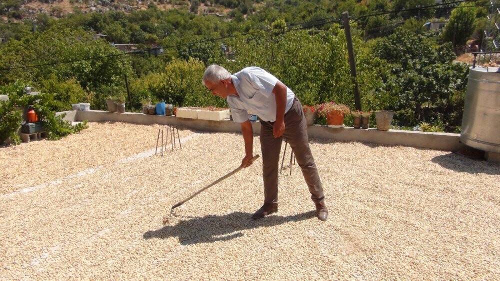 Silifke’de Antep fıstığı hasadı coşkusu