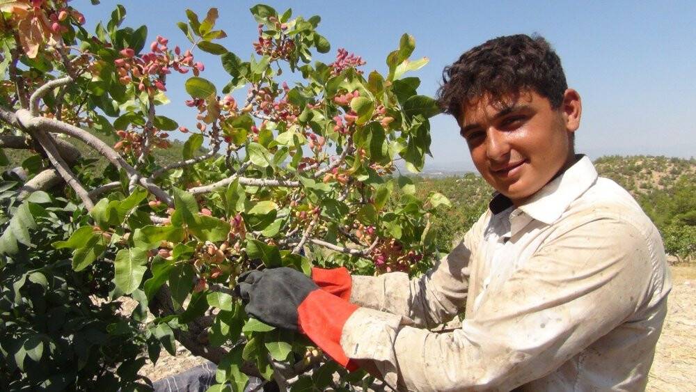 Silifke’de Antep fıstığı hasadı coşkusu