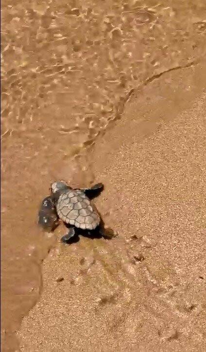 Caretta carettaların yavruları denizle buluştu