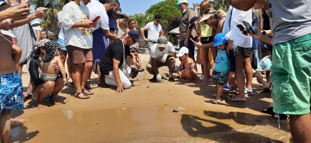 Caretta carettaların yavruları denizle buluştu