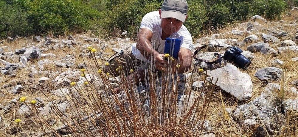 Dünyada 11 adet kalan ’Aydın Ölmez Çiçeği’ korunmayı bekliyor