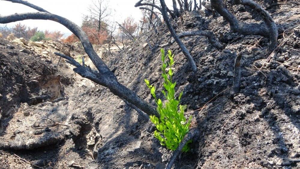 Orman yangınında yanan ağaçların kökleri filizlendi