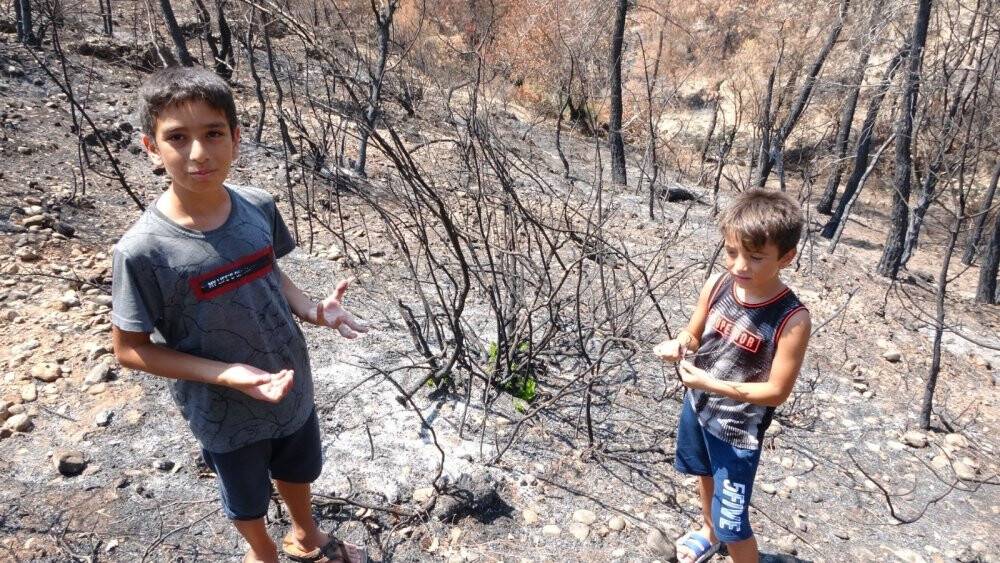 Orman yangınında yanan ağaçların kökleri filizlendi