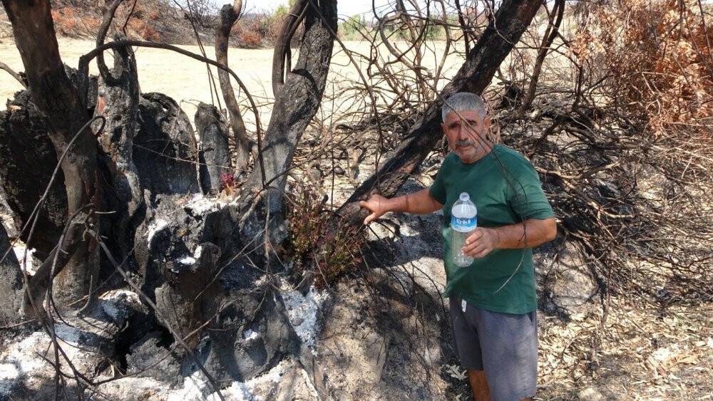 Orman yangınında yanan ağaçların kökleri filizlendi