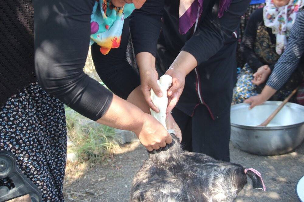 Konya'da kadınlar el ele verip 8 çeşit peynir üretti