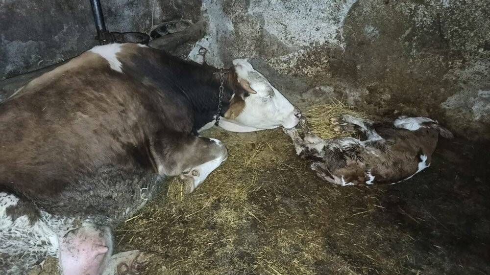 Ölen yavrusunun başında saatlerce bekledi