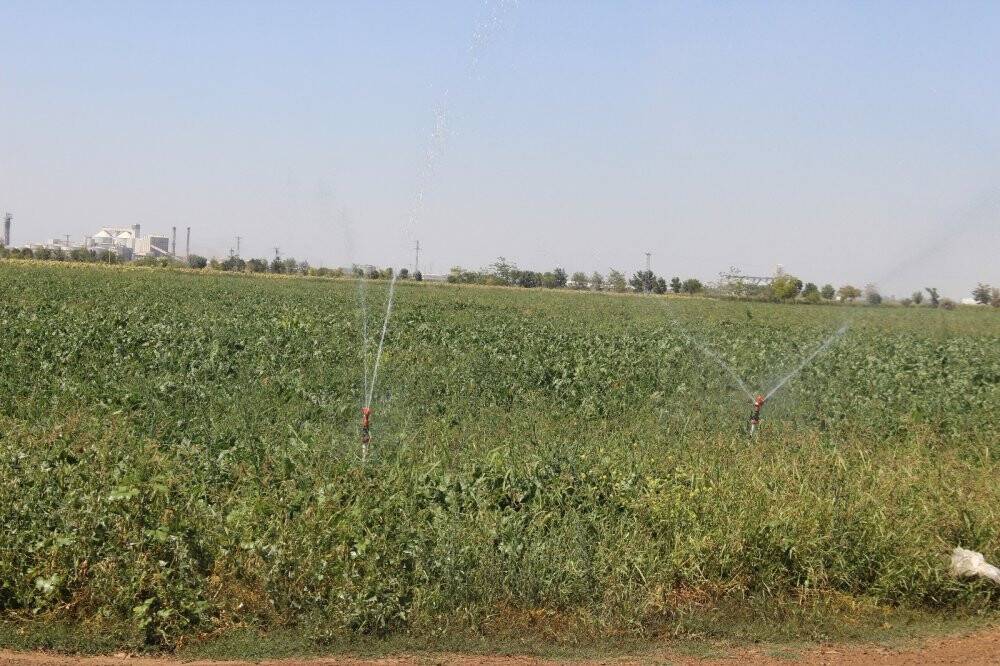 Konya Ovası'na ekilen pancarda sorunsuz ilerleniyor