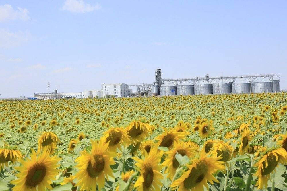 Konya Şeker ayçiçeği fiyatını açıkladı! Alımlar başladı