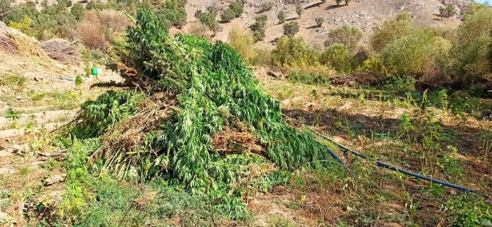 591 kilo esrar ve 251 bin kök kenevir geçirildi: 3 gözaltı