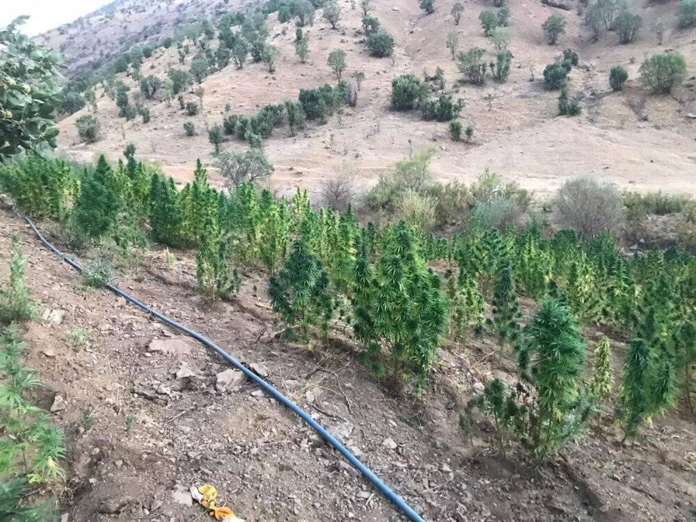 591 kilo esrar ve 251 bin kök kenevir geçirildi: 3 gözaltı