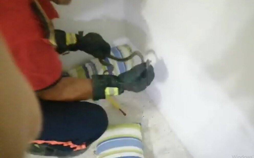 Eve giren yılan itfaiye ekiplerince yakalandı