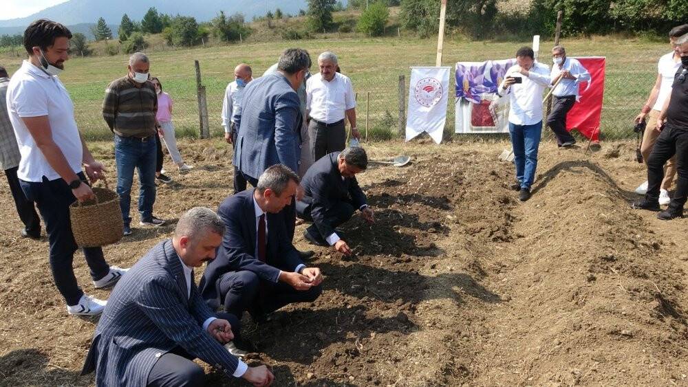 Mutluluk iksiri safranın soğanları toprakla buluşturuldu