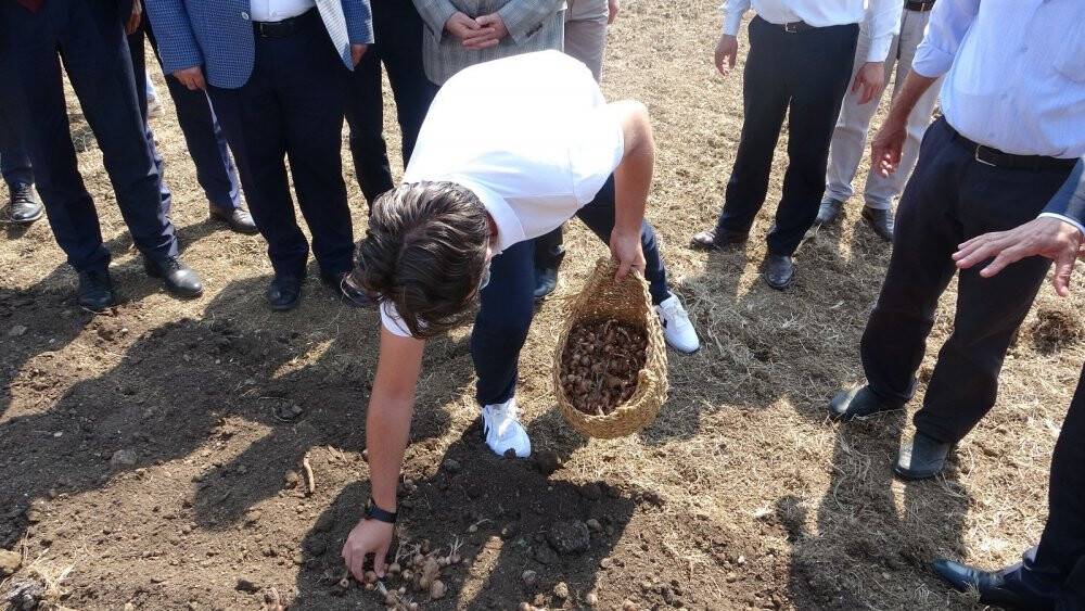 Mutluluk iksiri safranın soğanları toprakla buluşturuldu