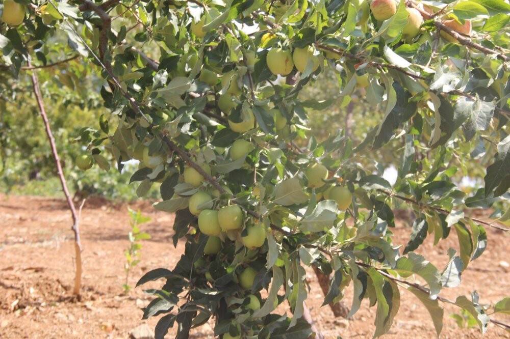 Konya'da 6 yıl önce derede bulduğu elma fidanıyla şimdi 5 ton hasat yapıyor