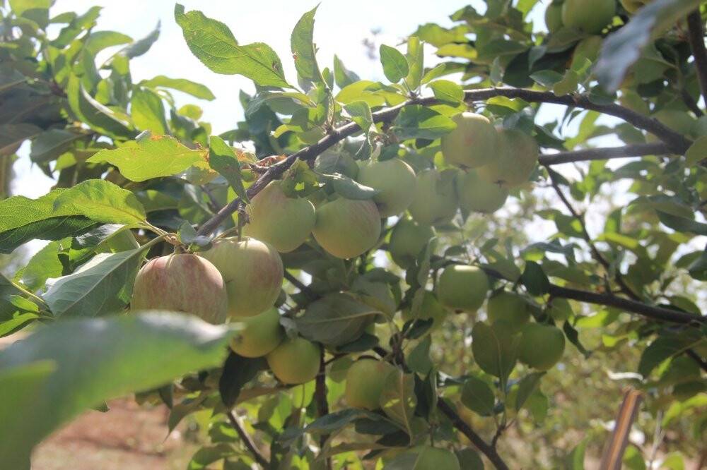 Konya'da 6 yıl önce derede bulduğu elma fidanıyla şimdi 5 ton hasat yapıyor