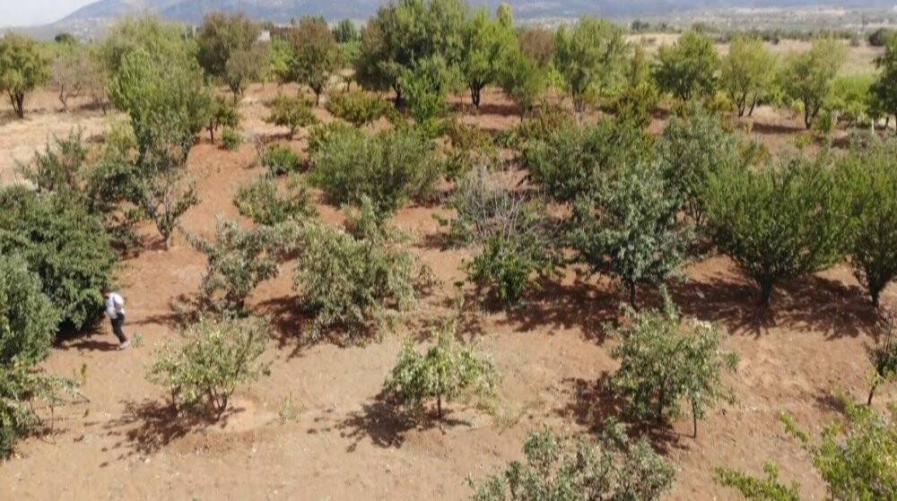 Konya'da 6 yıl önce derede bulduğu elma fidanıyla şimdi 5 ton hasat yapıyor