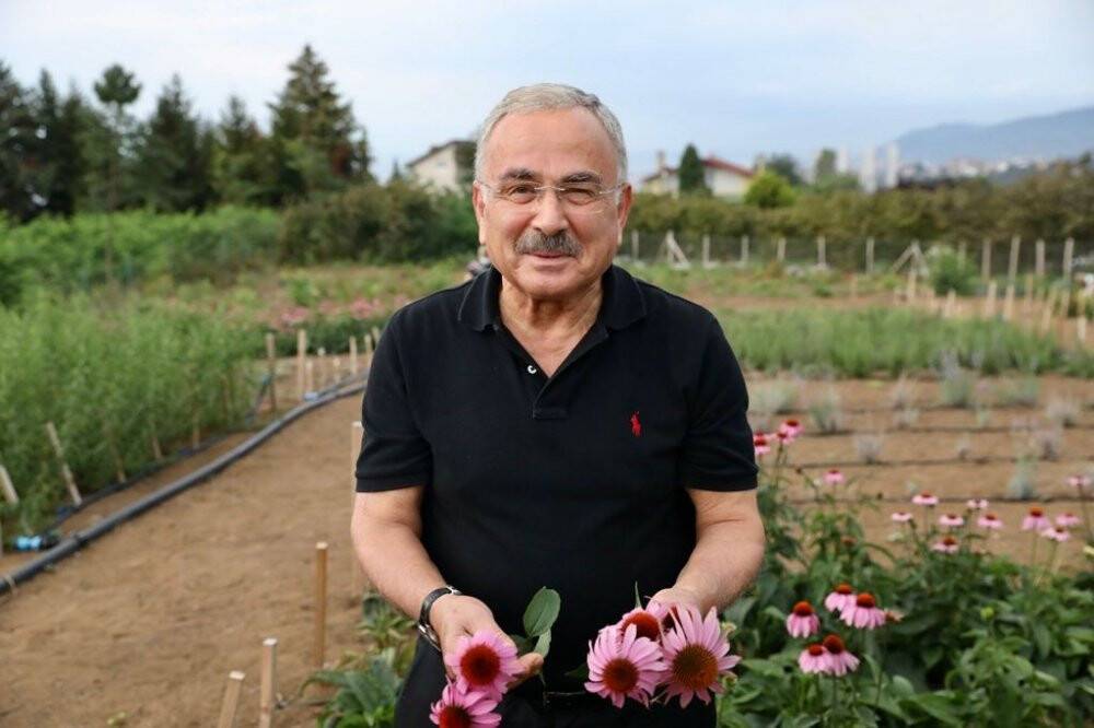 Tıbbi ve aromatik bitkilerin hasadı başladı