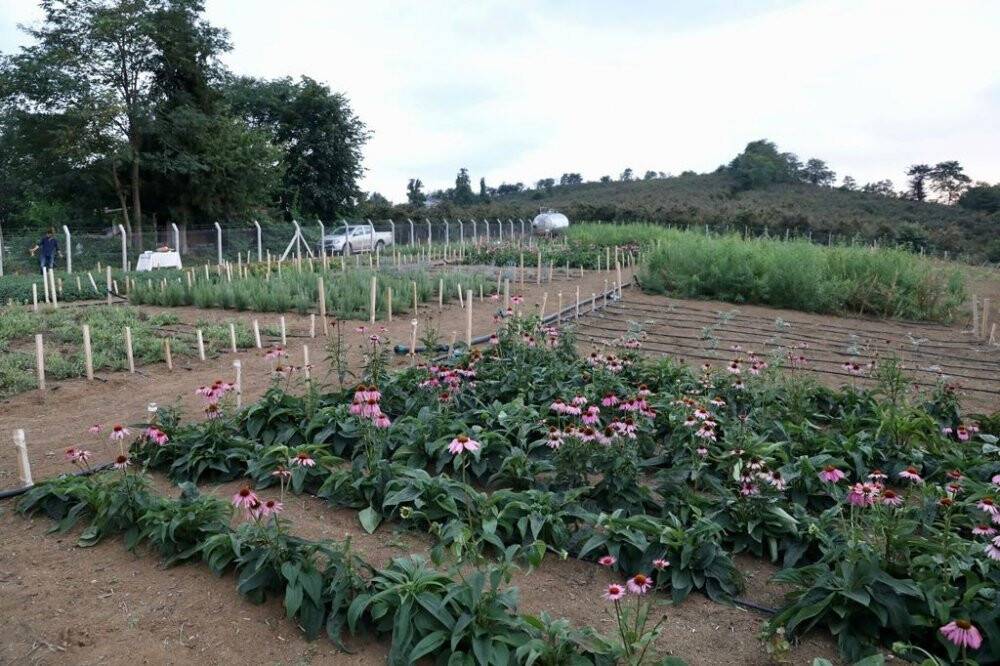 Tıbbi ve aromatik bitkilerin hasadı başladı