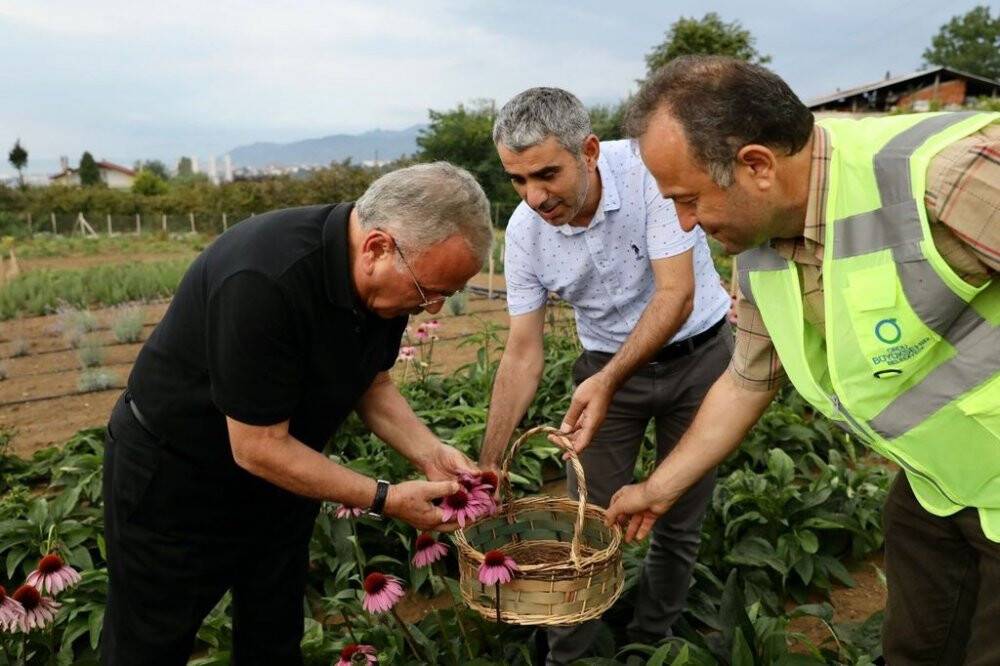 Tıbbi ve aromatik bitkilerin hasadı başladı