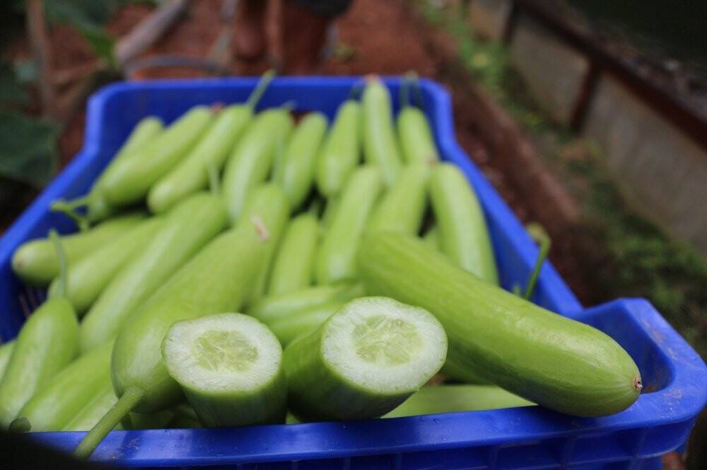 Zam şampiyonu salatalık