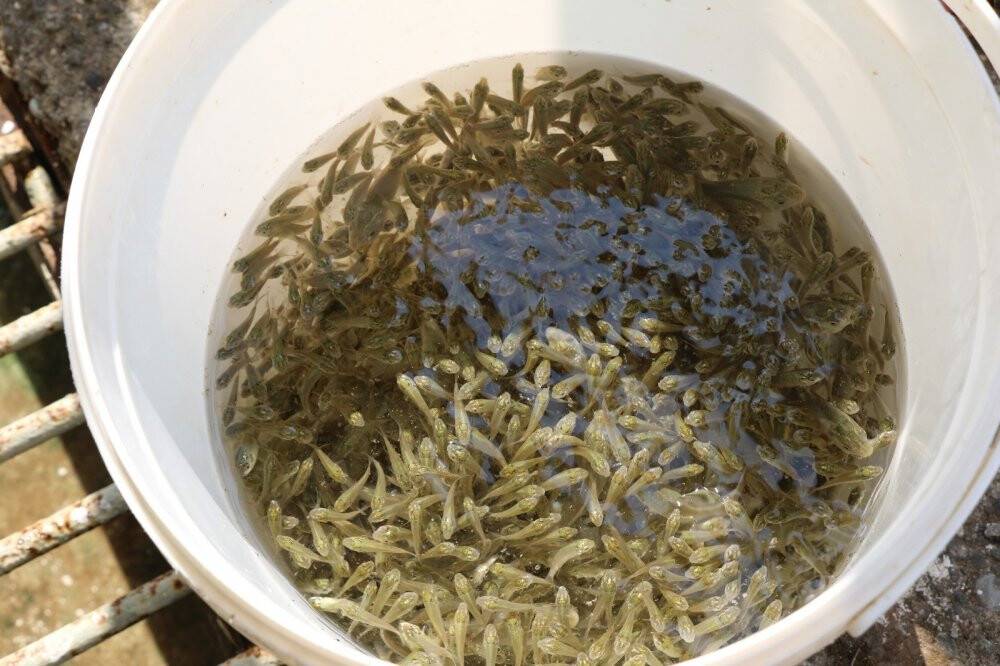 Göl ve göletlere 2 milyon adet yavru balık