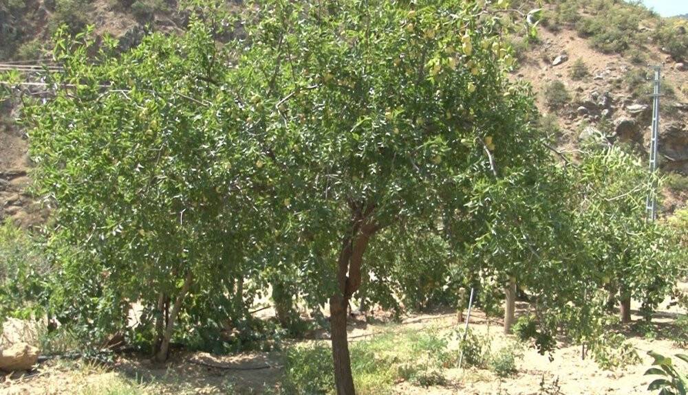 Bir fidanla başladı, mahallenin geçim kaynağı oldu