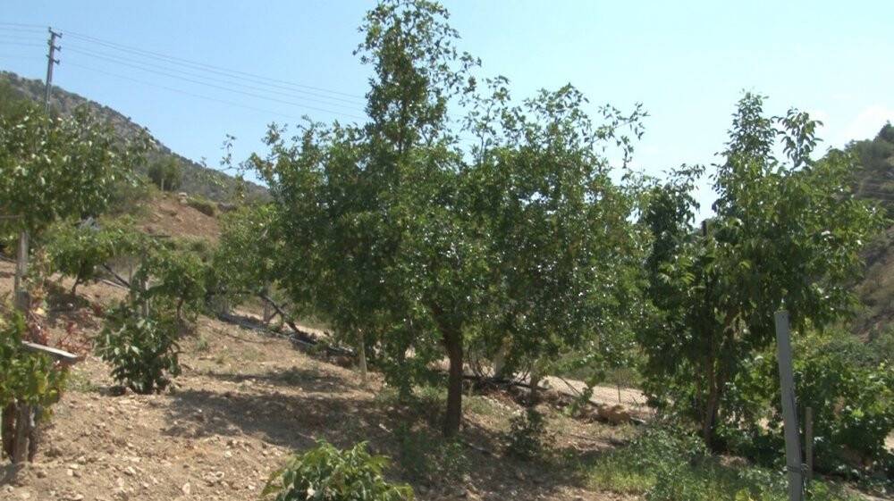 Bir fidanla başladı, mahallenin geçim kaynağı oldu