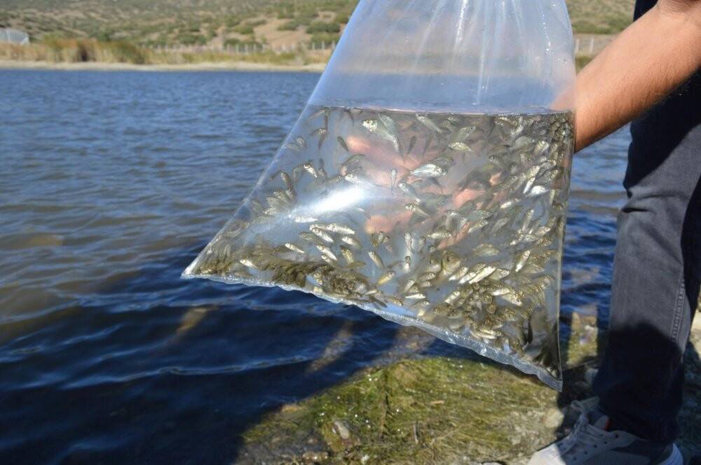 Konya’da göletler balıklandırıldı