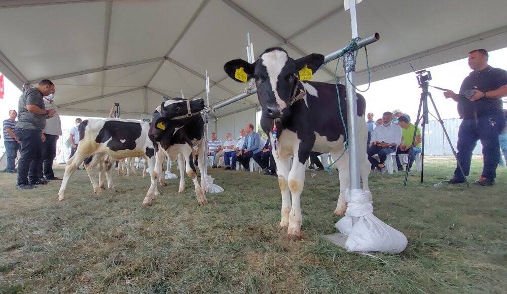 Tekirdağ'da 'Buzağı Güzellik Yarışması'