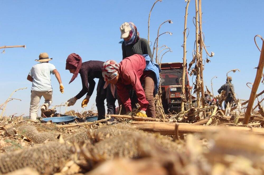 Konya'da çerezlik ayçiçeğinde hasat devam ediyor
