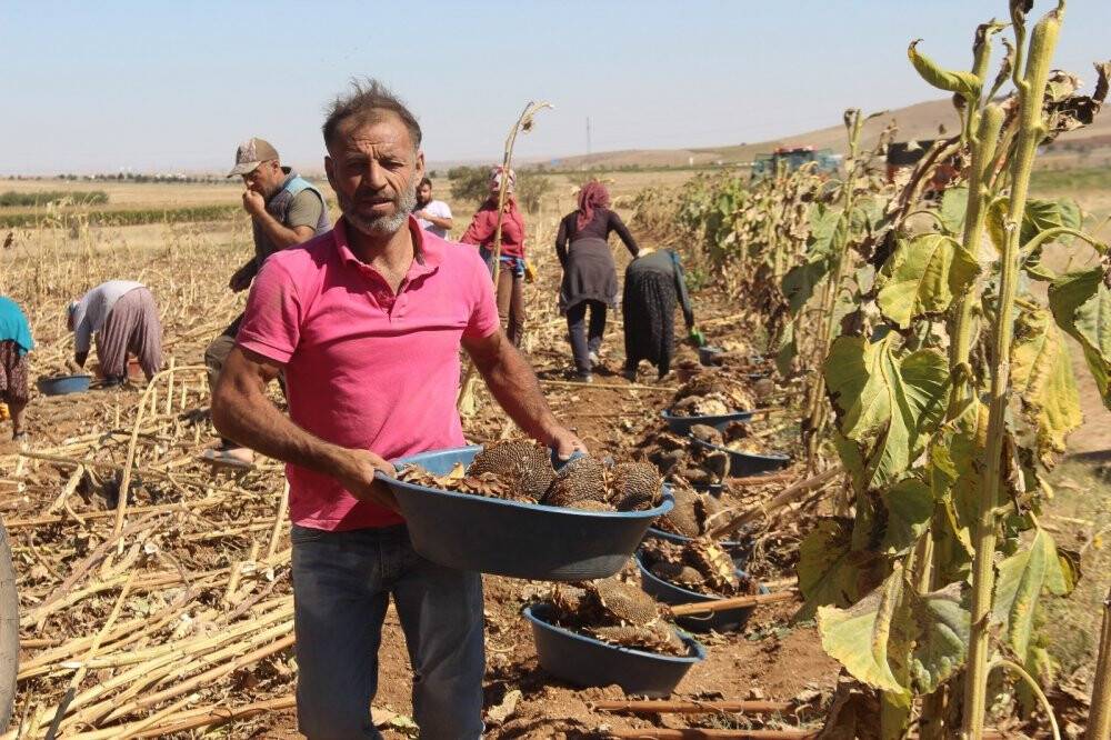 Konya'da çerezlik ayçiçeğinde hasat devam ediyor