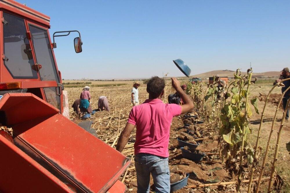 Konya'da çerezlik ayçiçeğinde hasat devam ediyor