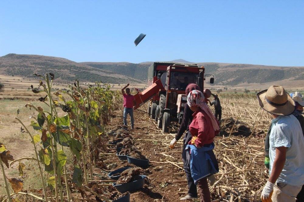 Konya'da çerezlik ayçiçeğinde hasat devam ediyor