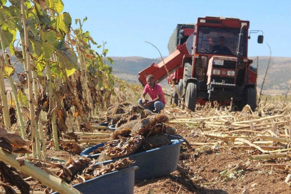 Konya'da çerezlik ayçiçeğinde hasat devam ediyor