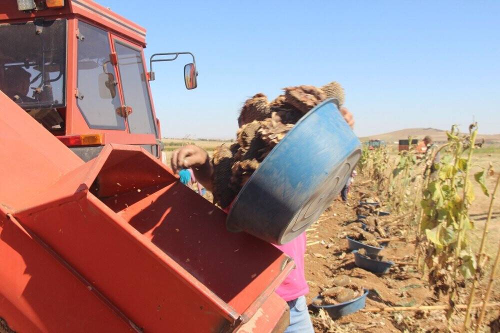Konya'da çerezlik ayçiçeğinde hasat devam ediyor