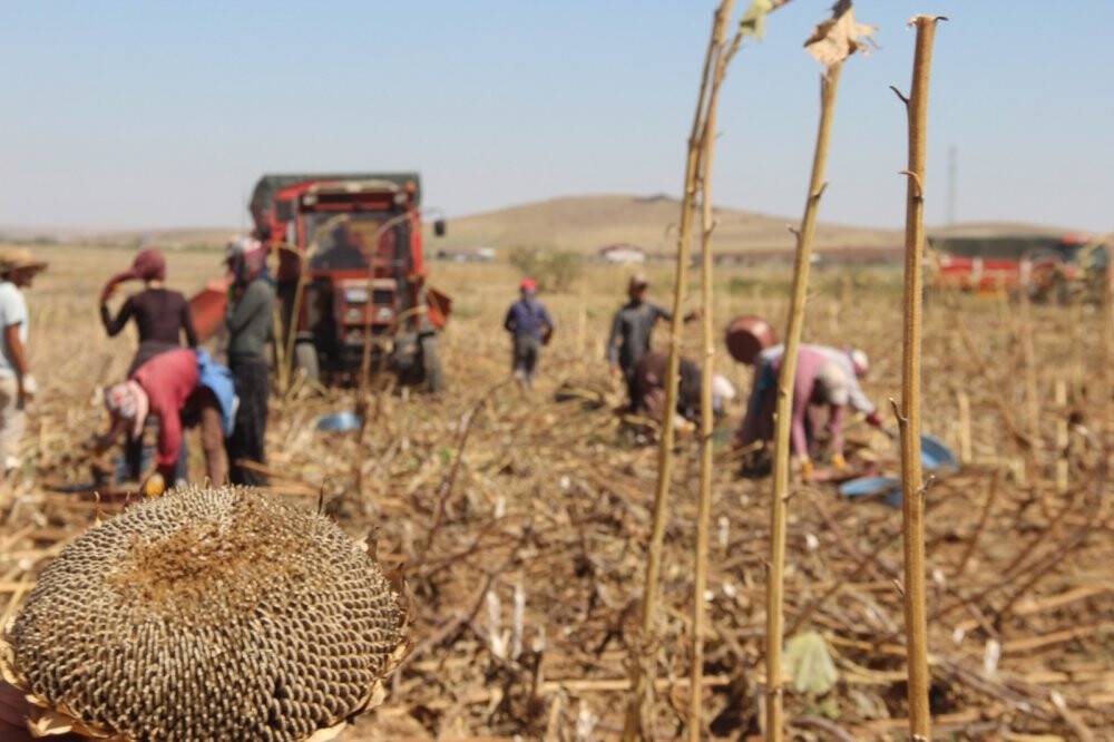 Konya'da çerezlik ayçiçeğinde hasat devam ediyor