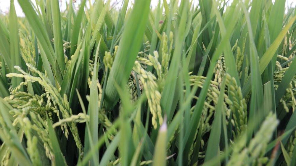 Cumhurbaşkanı açıkladı, çeltik üreticilerinin yüzü güldü