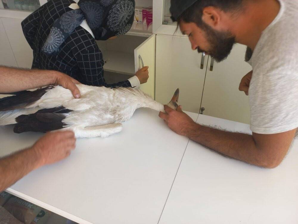 Konya’da yaralı bulunan leylek tedavi altına alındı