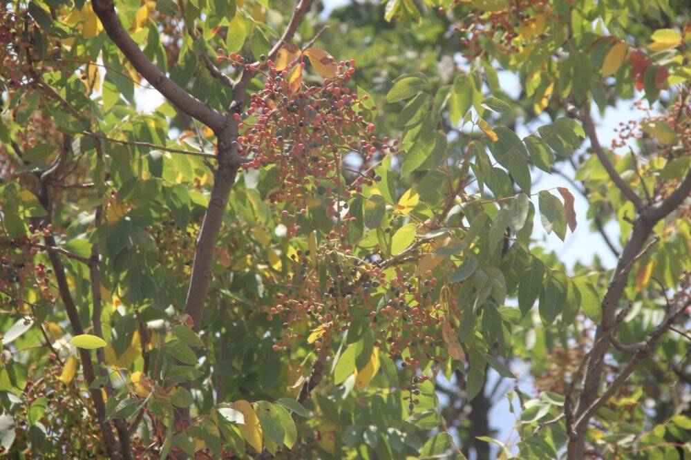 Konya'da menengiç ağaçlarında Antep fıstığı!