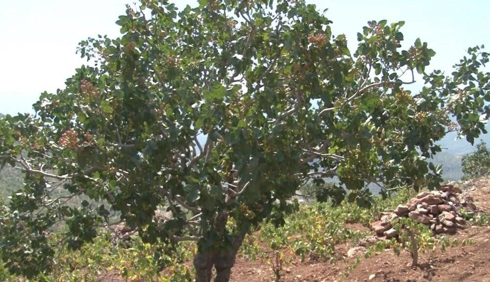 Konya'da menengiç ağaçlarında Antep fıstığı!