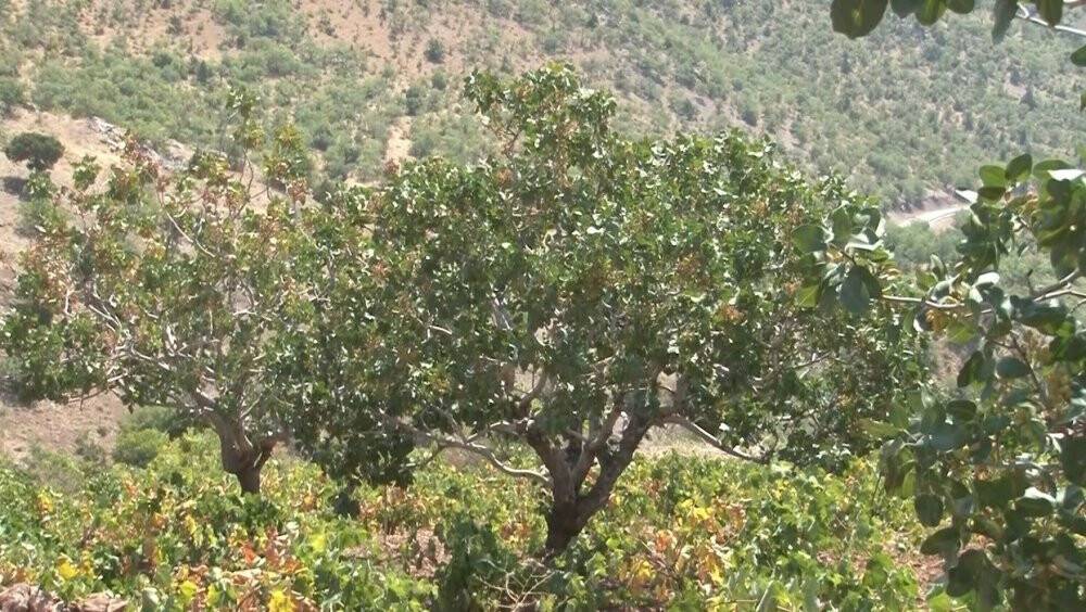 Konya'da menengiç ağaçlarında Antep fıstığı!