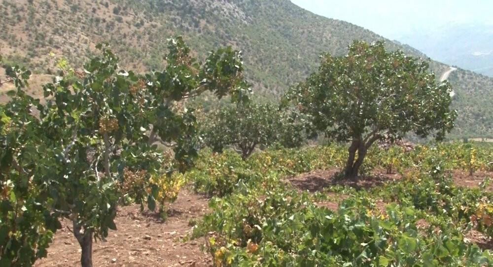 Konya'da menengiç ağaçlarında Antep fıstığı!