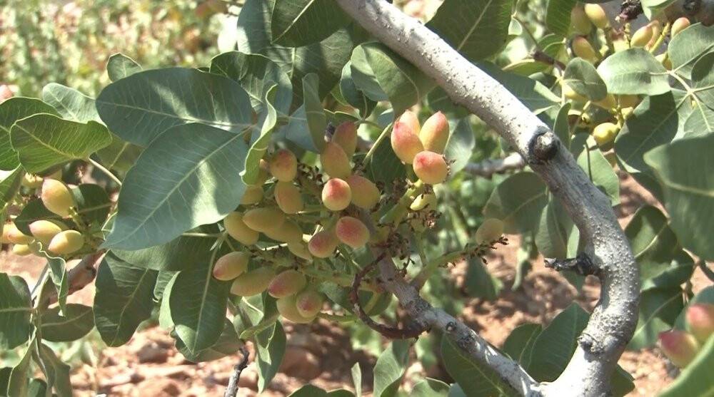 Konya'da menengiç ağaçlarında Antep fıstığı!