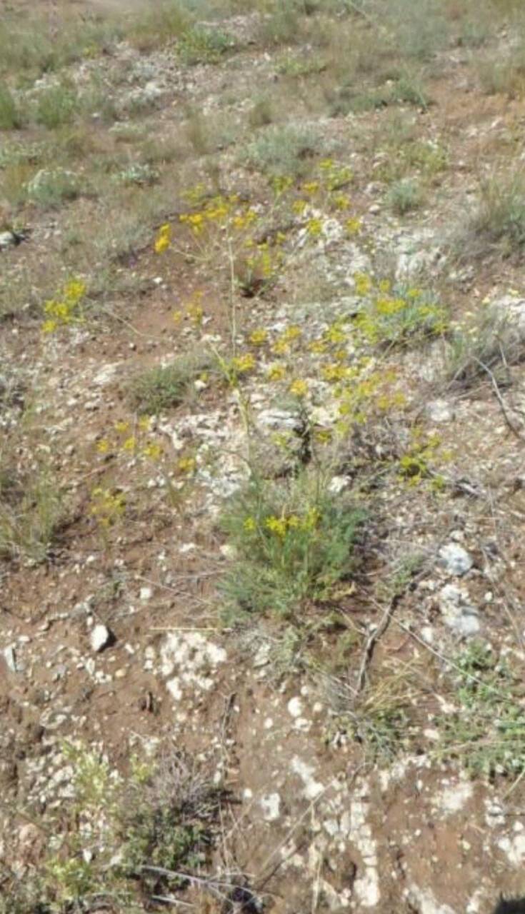 Yeni bitki türü keşfedildi, ismini profesörden aldı
