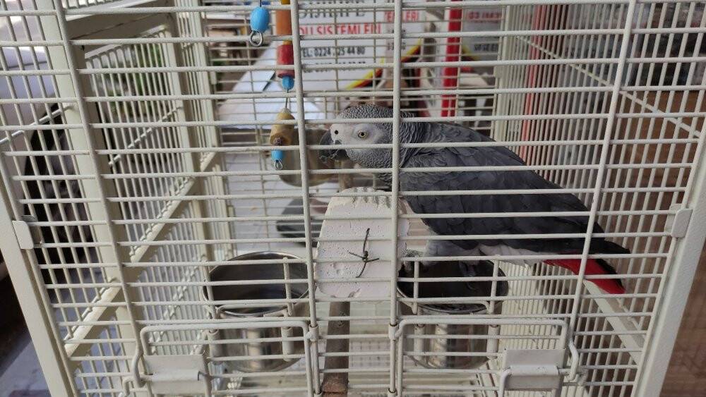 Şakacı papağan sokaktan geçeni kandırıyor