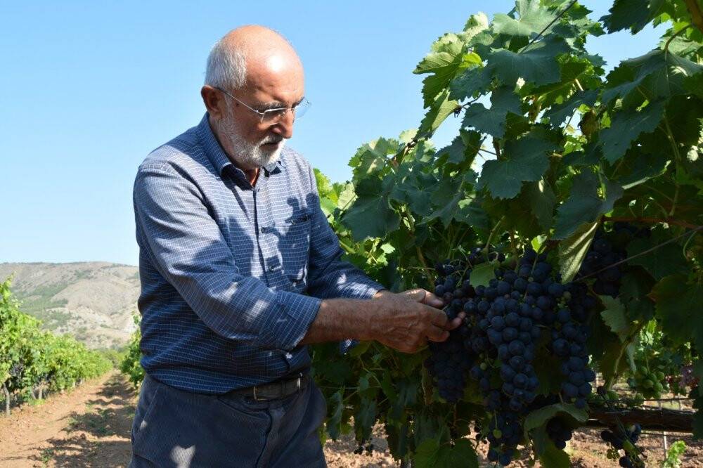Denemek için ekti, günde 1 ton ürün alıyor