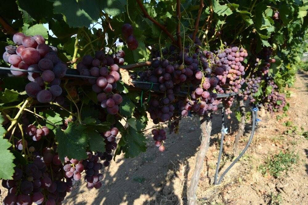 Denemek için ekti, günde 1 ton ürün alıyor